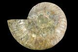 Agatized Ammonite Fossil (Half) - Madagascar #88259-1